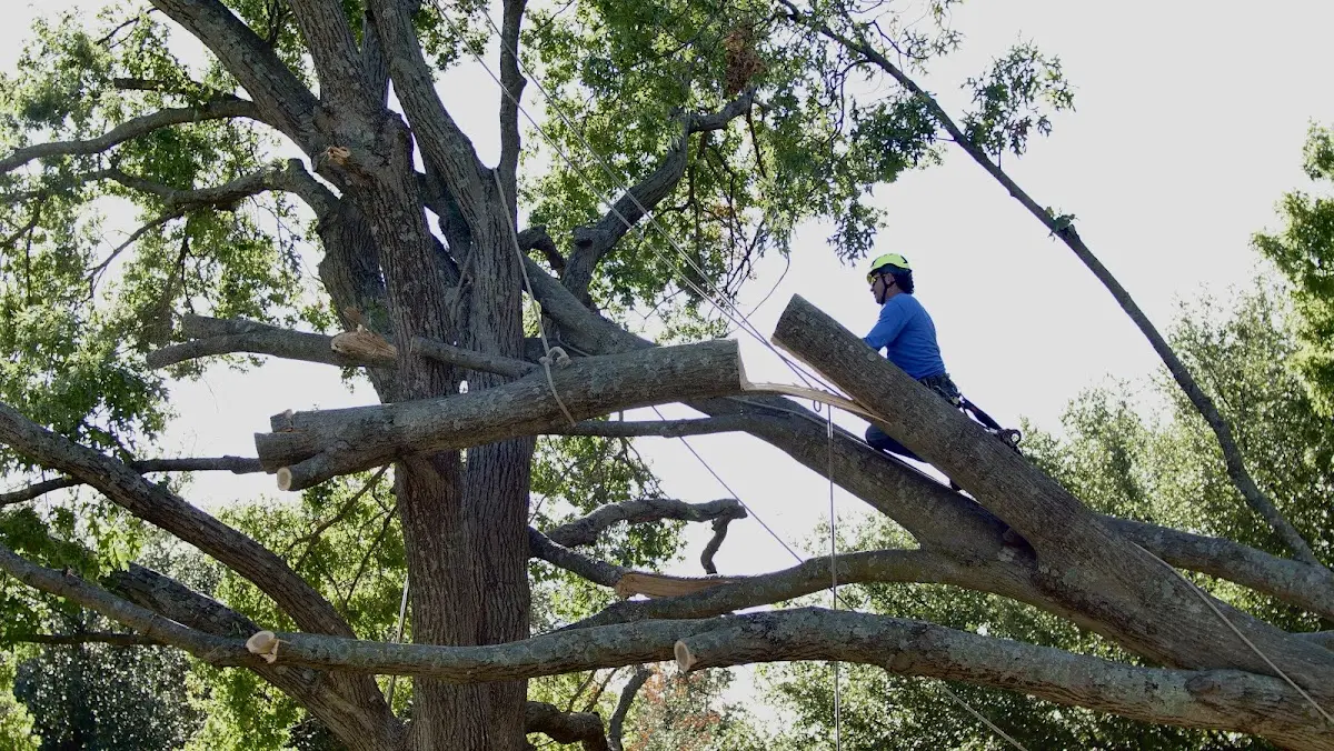 Professional Crown Thinning performed by certified arborists in Queensbury