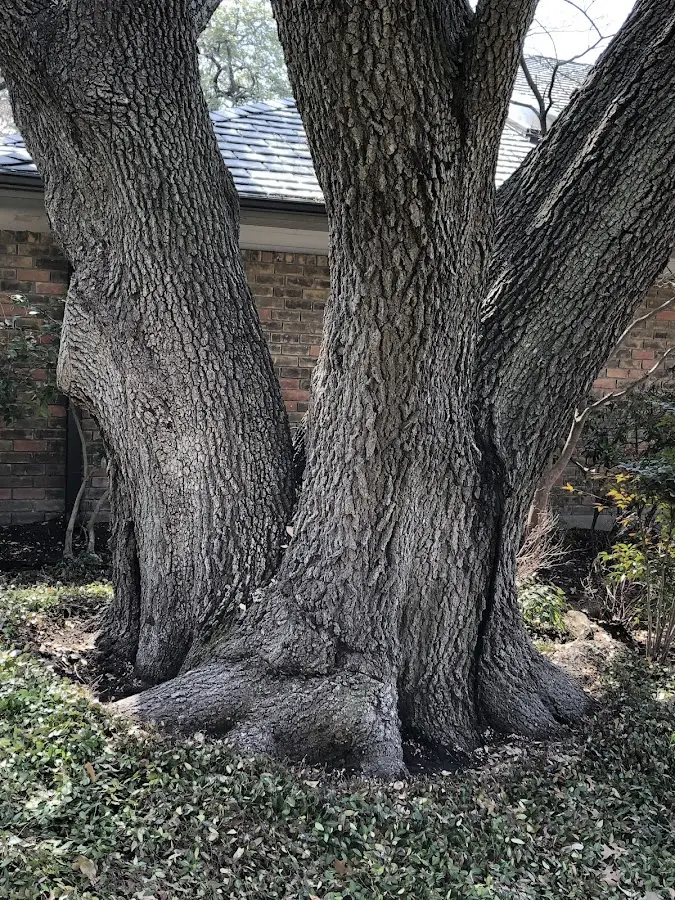 Mature heritage tree close to a Queensbury property cared for by certified arborists
